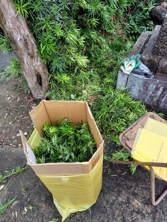 grave hedge pruning2025fall.jpg